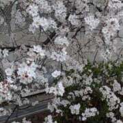 ヒメ日記 2026/03/21 19:11 投稿 りん ニューヨークニューヨーク