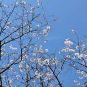 ヒメ日記 2026/03/25 06:25 投稿 りん ニューヨークニューヨーク