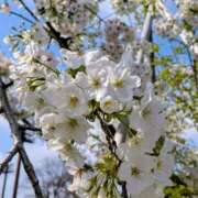 ヒメ日記 2026/03/29 06:21 投稿 りん ニューヨークニューヨーク