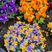 ヒメ日記 2026/04/06 23:31 投稿 りん ニューヨークニューヨーク