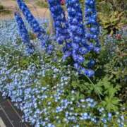 ヒメ日記 2026/04/18 22:53 投稿 りん ニューヨークニューヨーク