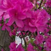 ヒメ日記 2026/04/28 14:22 投稿 りん ニューヨークニューヨーク