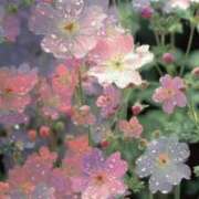 ヒメ日記 2025/11/11 17:38 投稿 ししゃも ワンダフル