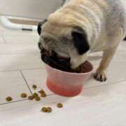 ヒメ日記 2025/12/31 15:24 投稿 ししゃも ワンダフル