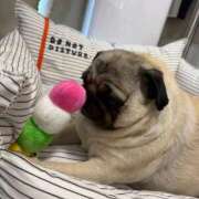 ヒメ日記 2026/01/02 11:49 投稿 ししゃも ワンダフル