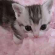 ヒメ日記 2025/10/29 23:56 投稿 もなみ ピンクコレクション尼崎店