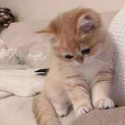 ヒメ日記 2025/10/30 02:06 投稿 もなみ ピンクコレクション尼崎店