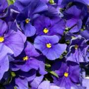 ヒメ日記 2026/03/21 15:29 投稿 優花(ゆか) エリートな人妻たち新宿