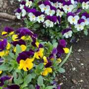 ヒメ日記 2026/03/24 15:39 投稿 優花(ゆか) エリートな人妻たち新宿