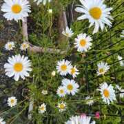 ヒメ日記 2026/04/29 14:19 投稿 優花(ゆか) エリートな人妻たち新宿