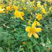 優花(ゆか) お花見つけた🌼 エリートな人妻たち新宿