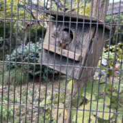 ヒメ日記 2025/11/03 16:35 投稿 ほむら 奥鉄オクテツ東京店（デリヘル市場）