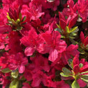 ヒメ日記 2025/11/06 07:10 投稿 ほむら 奥鉄オクテツ東京店（デリヘル市場）