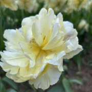 ヒメ日記 2025/11/10 08:20 投稿 ほむら 奥鉄オクテツ東京店（デリヘル市場）