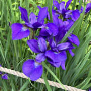 ヒメ日記 2025/11/21 07:40 投稿 ほむら 奥鉄オクテツ東京店（デリヘル市場）