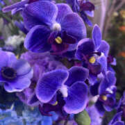 ヒメ日記 2025/11/21 07:45 投稿 ほむら 奥鉄オクテツ東京店（デリヘル市場）