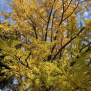 ヒメ日記 2025/11/22 08:00 投稿 ほむら 奥鉄オクテツ東京店（デリヘル市場）