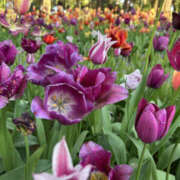 ヒメ日記 2025/11/26 08:05 投稿 ほむら 奥鉄オクテツ東京店（デリヘル市場）