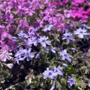 ヒメ日記 2025/12/02 07:40 投稿 ほむら 奥鉄オクテツ東京店（デリヘル市場）