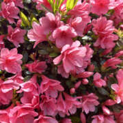 ヒメ日記 2025/12/02 16:20 投稿 ほむら 奥鉄オクテツ東京店（デリヘル市場）