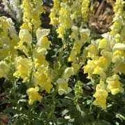 ヒメ日記 2025/12/23 10:25 投稿 ほむら 奥鉄オクテツ東京店（デリヘル市場）