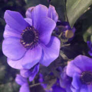 ヒメ日記 2026/01/05 08:20 投稿 ほむら 奥鉄オクテツ東京店（デリヘル市場）