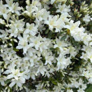 ほむら 13時30分ご予約◎様 奥鉄オクテツ東京店（デリヘル市場）