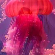 ヒメ日記 2025/11/22 00:44 投稿 かな 完熟ばなな 上野店