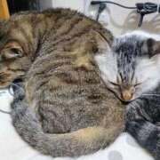 ヒメ日記 2025/11/12 14:06 投稿 ちる ぽっちゃり巨乳素人専門横浜関内伊勢佐木町ちゃんこ