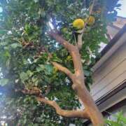 ヒメ日記 2025/11/24 13:14 投稿 ちる ぽっちゃり巨乳素人専門横浜関内伊勢佐木町ちゃんこ