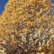 ヒメ日記 2025/12/10 10:10 投稿 ななみ ふぞろいの人妻たち