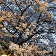 ヒメ日記 2026/03/26 22:20 投稿 ななみ ふぞろいの人妻たち