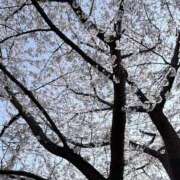 ななみ 出勤予定 ふぞろいの人妻たち