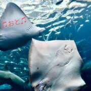 ヒメ日記 2025/11/22 09:22 投稿 おと 天使のゆびさき 船橋店(カサブランカグループ)