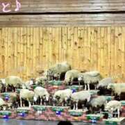 ヒメ日記 2026/01/12 14:06 投稿 おと 天使のゆびさき 船橋店(カサブランカグループ)