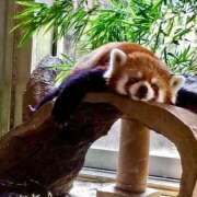 ヒメ日記 2026/01/30 21:28 投稿 おと 天使のゆびさき 船橋店(カサブランカグループ)