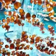 ヒメ日記 2026/02/08 21:28 投稿 おと 天使のゆびさき 船橋店(カサブランカグループ)