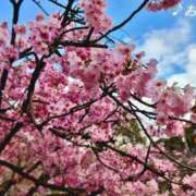 ヒメ日記 2026/03/30 07:02 投稿 おと 天使のゆびさき 船橋店(カサブランカグループ)