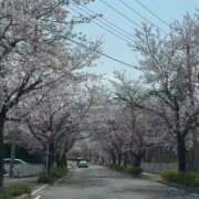 ヒメ日記 2026/04/09 07:10 投稿 かなみ【甘えん坊なHちゃん】 STELLA TOKYO－ステラトウキョウ－