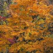 ヒメ日記 2025/11/22 17:31 投稿 美織（みおり） DIVA-ディーバ-【DIVAグループ】