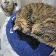 ヒメ日記 2025/11/03 19:13 投稿 ちる 新横浜ちゃんこ