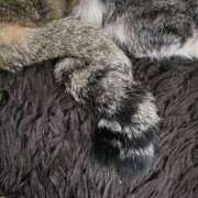 ヒメ日記 2025/11/03 21:03 投稿 ちる 新横浜ちゃんこ