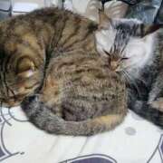 ヒメ日記 2025/11/12 14:03 投稿 ちる 新横浜ちゃんこ