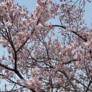 ヒメ日記 2026/04/02 08:28 投稿 緑川晴希 五十路マダム金沢店