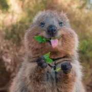 ヒメ日記 2026/02/18 12:46 投稿 ユイ ロボットデリヘル川越基地