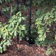 ヒメ日記 2026/03/15 21:19 投稿 いつき 横浜Cute