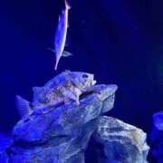 ヒメ日記 2025/12/13 12:06 投稿 ゆうなぎ イクイクサークル鶯谷店