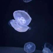 ヒメ日記 2026/01/27 15:56 投稿 ゆうなぎ イクイクサークル鶯谷店