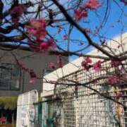 りんこ おはようございます☀️ 熟女の風俗最終章 蒲田店