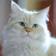 ことり 12月1月の出勤日です♡ 丸妻 横浜本店